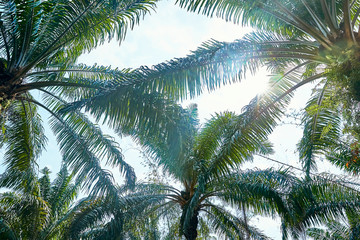 Fototapeta premium Sunny blue sky through the branches of palm trees