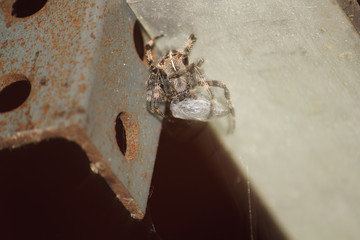 Spider with prey on metal frame