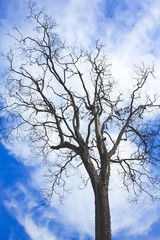 Fototapeta na wymiar big tree with blue sky