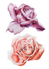 Set with watercolor roses.  Hand drawn.