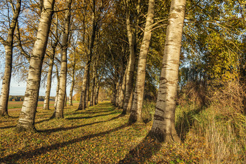 Obraz premium Row of birch trees in golden evening light