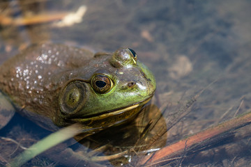 American bullfrog (Lithobates catesbeianus) swimming in pond.