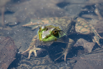 American bullfrog (Lithobates catesbeianus) swimming in pond.