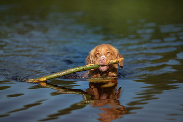 red Nova Scotia Duck Tolling Retriever Dog plays in the water. Pet at the lake. Animal in nature