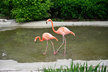 Adult bird flamingo in artificially created pond.