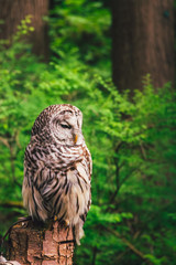 resting owl