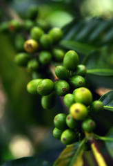 Close up Fresh organic coffee cherries, raw berries coffee beans on coffee tree plantation