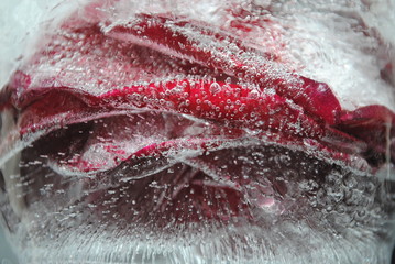 Beautiful frozen flower in a block of ice. Abstraction