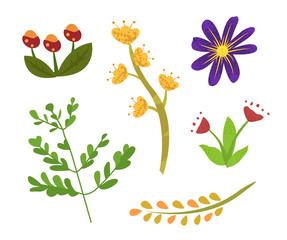 Flowers of summer vector, isolated set of flora with foliage and small leaves, branch and floral elements, decoration and blooming, flourishing blossom