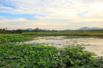 Lotus pond in the morning on the sunset.