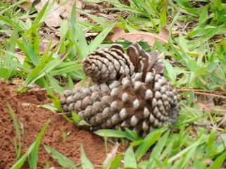 Pine Cone