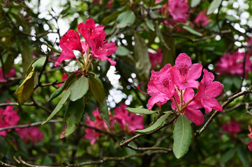 Red flower of rhododendron outdoors in nature.