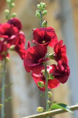 Beautiful summer exotic flower in Cyprus