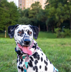 Beautiful Dalmatians with brown eyes in the park