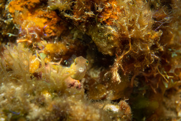 Fototapeta na wymiar Fish on a coral reef, Cozumel, Mexico