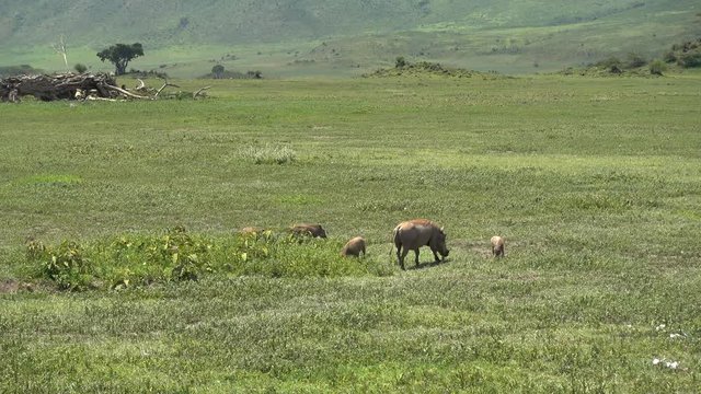 action, africa, african, africanus, animal, area, black, brown, bush, children, common, conservation, crater, family, female, game, grass, grassland, grazing, green, group, habitat, hair, herbivore, h