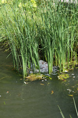 Wasserzulauf an einem Teich.