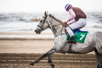Race horse galloping on the beach
