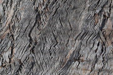 Bark of an old tree close up in the forest