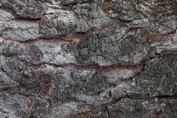 Bark of an old tree close up in the forest