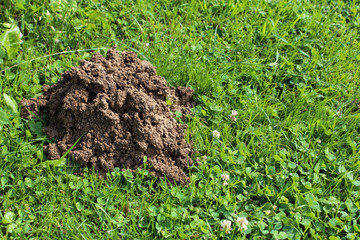 Neuer Maulwurfsh&uuml;gel im Garten.