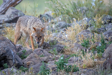 European jackal - Canis aureus moreoticus
