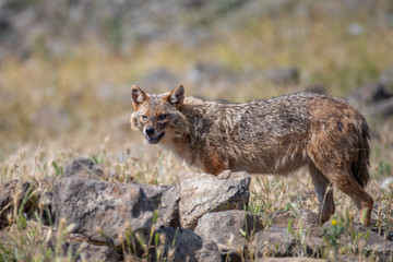 European jackal - Canis aureus moreoticus