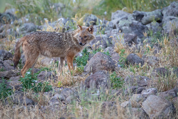 European jackal - Canis aureus moreoticus
