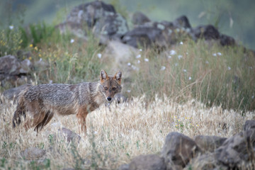 Naklejka na ściany i meble European jackal - Canis aureus moreoticus