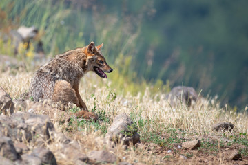 European jackal - Canis aureus moreoticus