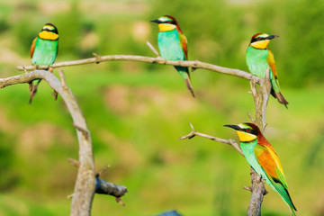 flock of colorful birds of paradise perched on dry branches