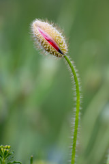 Mohnknospe