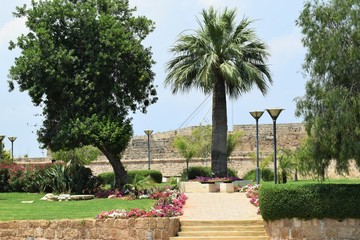 Beautiful summer exotic flower in Cyprus