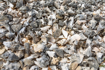 Bonaire, Berge von Muschelschalen aus Schnecken auf der karibischen Insel.