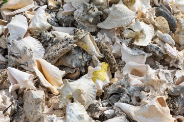 Berge von Muschelschalen aus Schnecken auf Bonaire