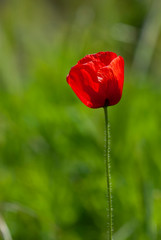 Fototapeta na wymiar Red poppy on a green background