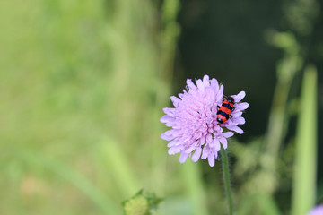 Rot-schwarz gestreifter Käfer auf einer Lila Blüte.