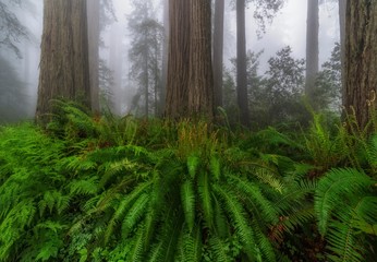 Plakat Moods of the Redwood forest