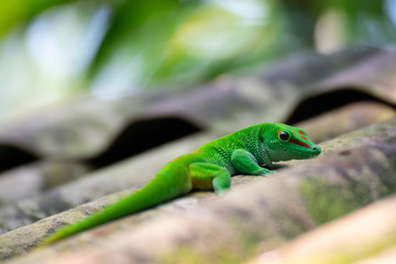 Gecko auf dem Dach