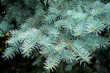 Blue spruce (Picea pungens) branch. Fir tree.	