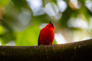 Roter Vogel auf dem Ast