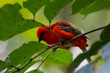leuchtend roter Vogel auf dem Ast 