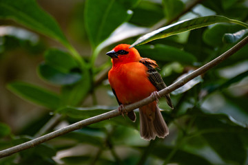 Roter Vogel auf dem Ast
