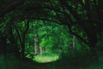 Fototapeta na wymiar Atmospheric dark green landscape with fancy tree branches. Dark woodland vegetation tunnel. Sunny meadow behind trees. Light on glade behind darkness of woods. Forest shadows. Silhouettes of branches.