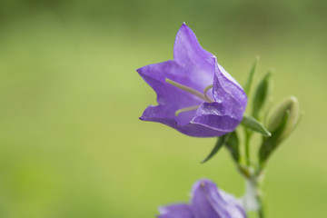 Obraz na płótnie Canvas Blue flower bell, summer nature plants. Plants summer nature, blue flower bell.