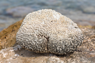 Steinkorallen (Diploria labyrinthiformisan) an der Küste von Bonaire