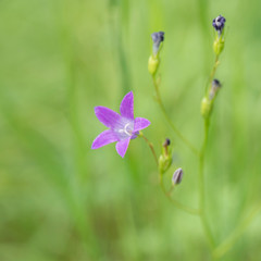 Fototapeta premium Blue flower bell, summer nature plants. Plants summer nature, blue flower bell.