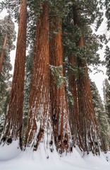 Fototapeta premium Snow Storm in Sequoia National Park