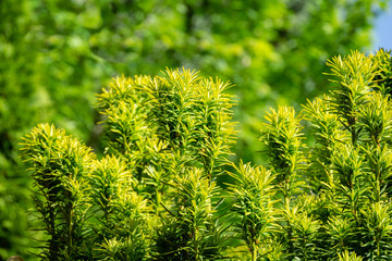 New bright green with yellow stripes foliage on yew Taxus baccata Fastigiata Aurea (English yew,...