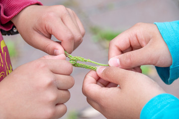 オオバコ相撲をする子どもの手